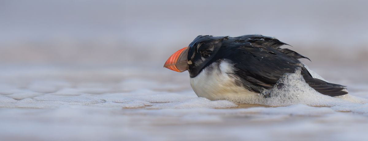 Carte du moment des Macareux moine