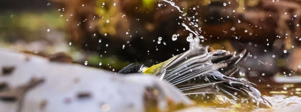 Des abreuvoirs pour la faune sauvage