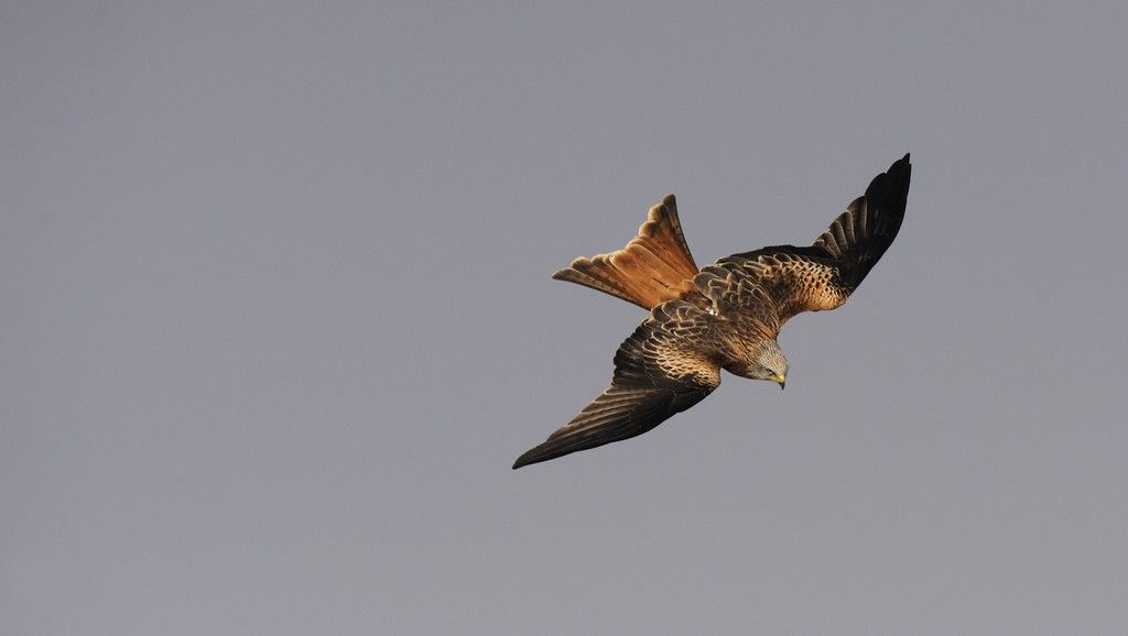 Prospection Milan royal en Argonne [08-51-55] 21 et 22 mars 2026