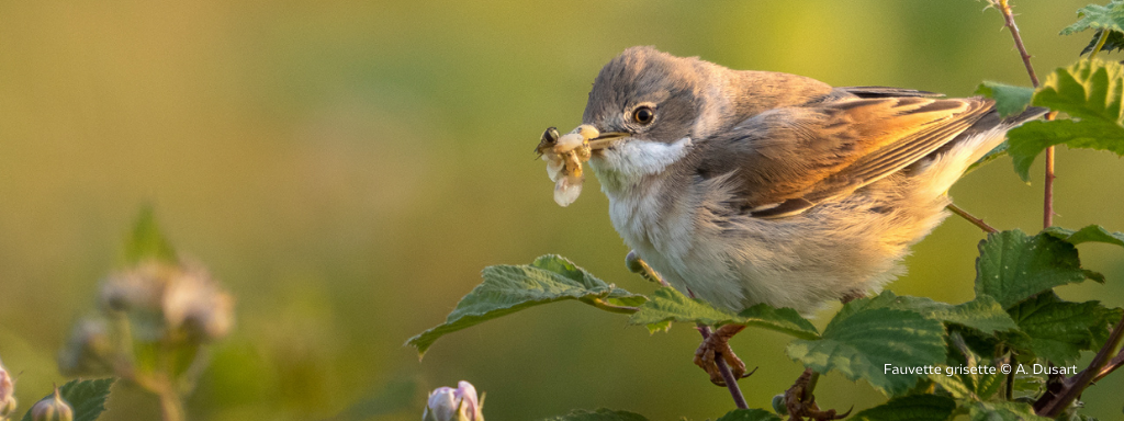 RAPPEL : Quand mettre un code atlas ? Télécharger le mémo