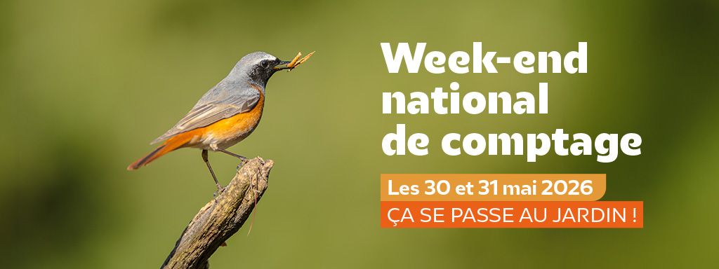 Oiseaux des jardins 