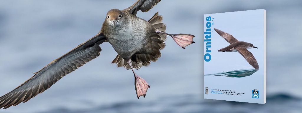 Ornithos, la revue des ornithologues de terrain