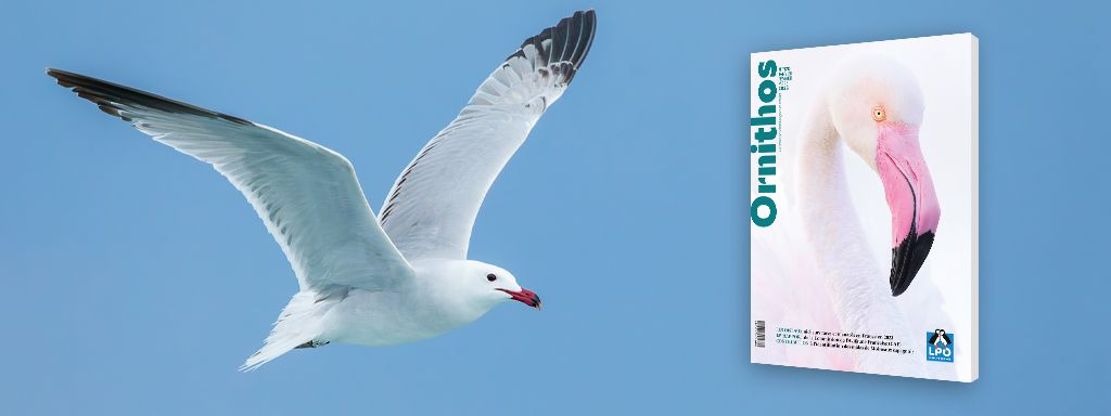 Ornithos, la revue des ornithologues de terrain