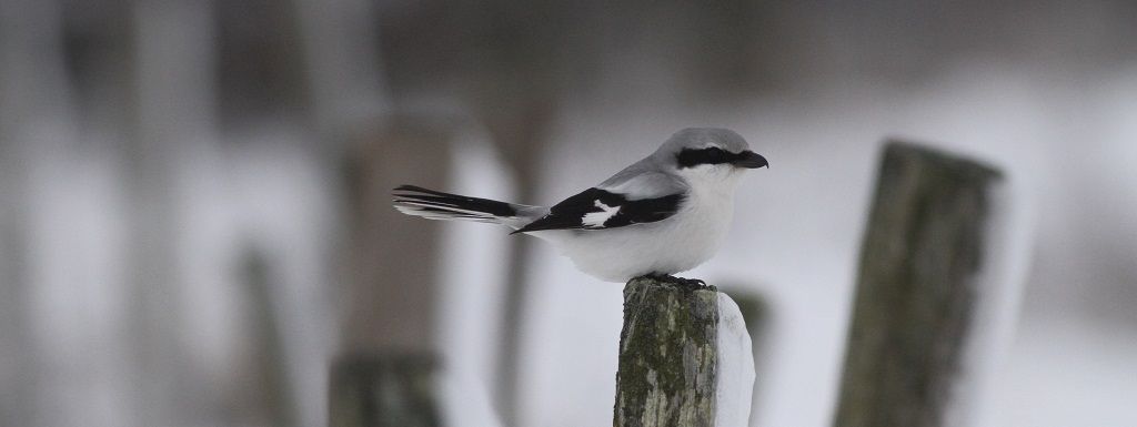 Notre région abrite désormais la quasi totalité de la population française de Pie-grièche grise