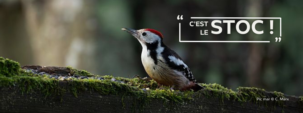 Du 01/03 au 31/03 passage 1/3 : Suivi Temporel des Oiseaux Communs