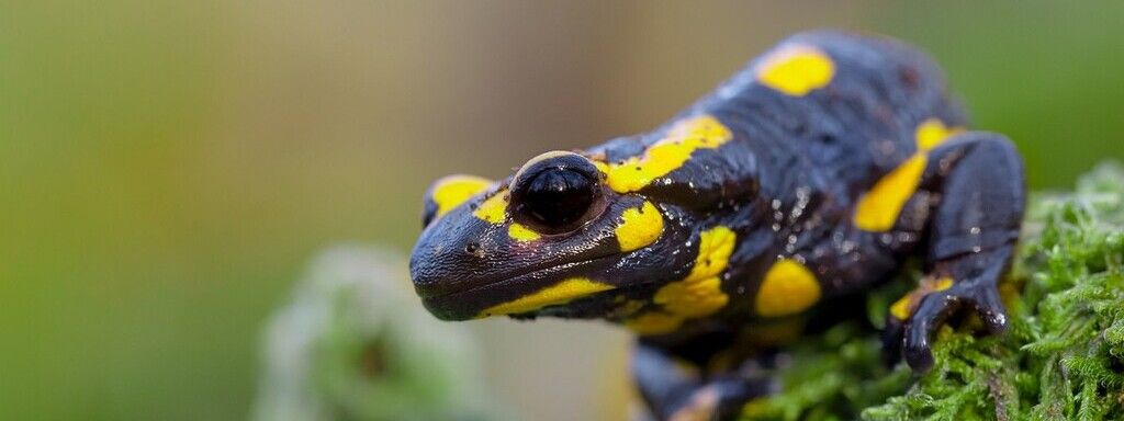La carte du moment de la Salamandre tachetée
