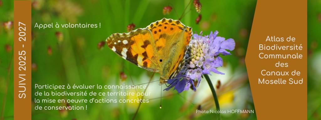 Tout savoir sur l'ABC