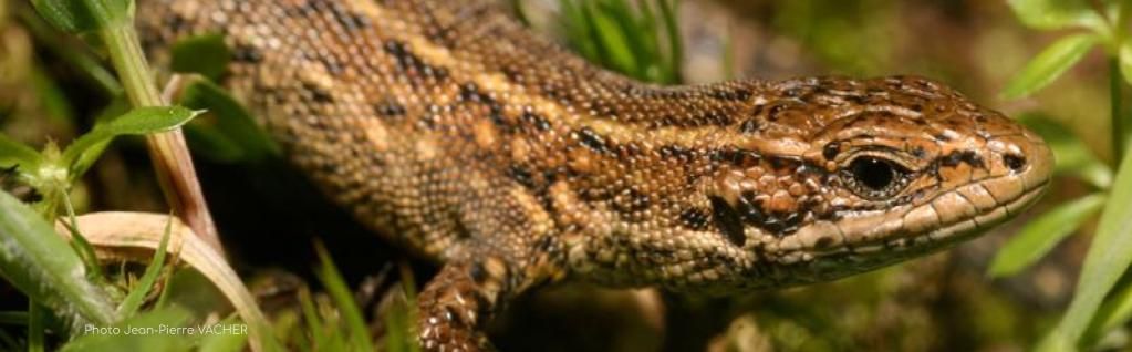 Enquête Lézard vivipare...c'est par ici !