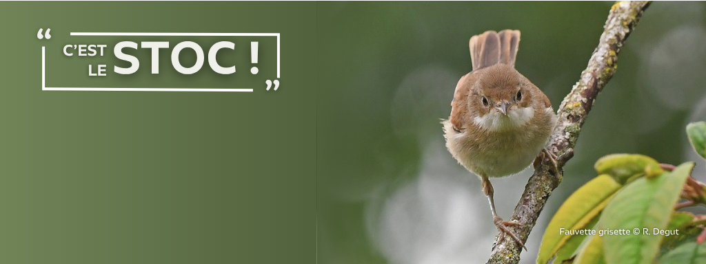 Du 01/04 au 08/05 passage 2/3 : Suivi Temporel des Oiseaux Communs