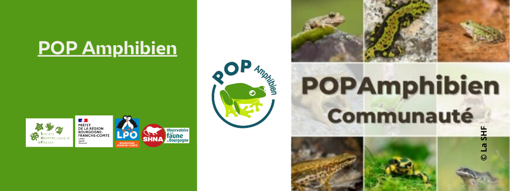 Page POP Amphibien