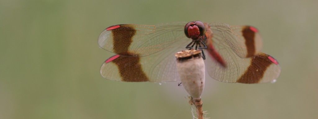 Avez-vous vu les nouvelles cartes du moment ?