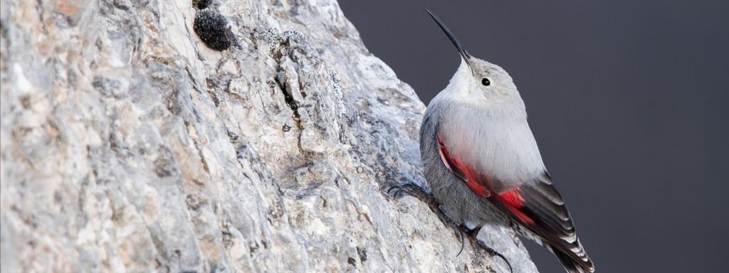 Découvrez la carte du moment du Tichodrome échelette :