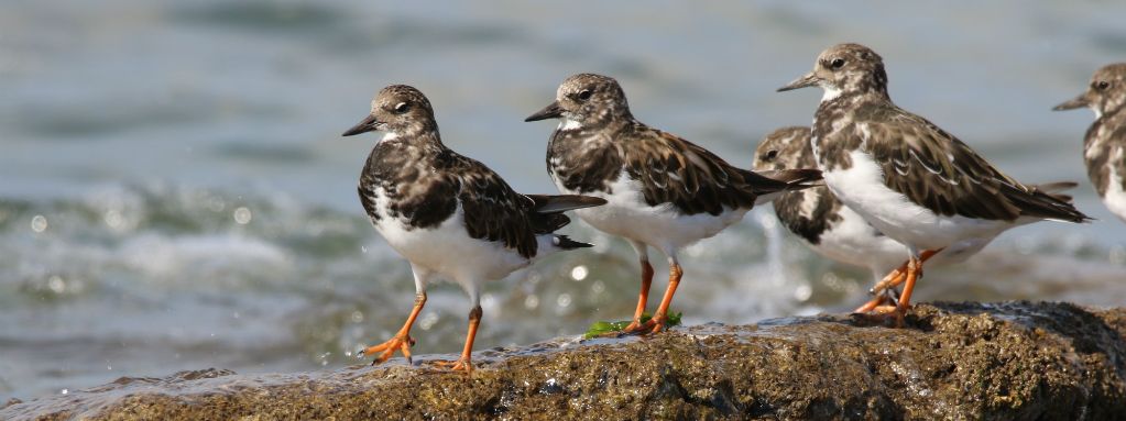 Comptage Wetlands : 11-12 janvier 2025