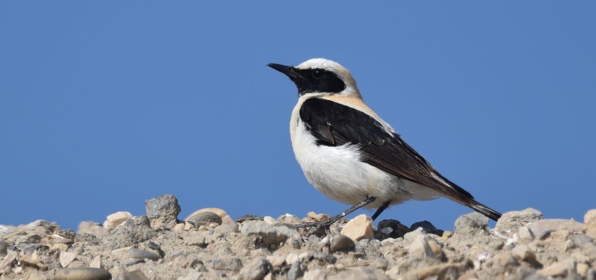 Partez à la recherche du Traquet oreillard !