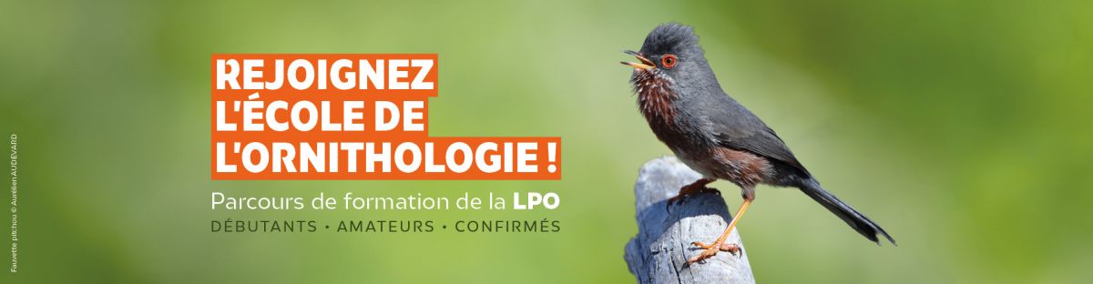 Rejoignez l'école de l'ornithologie !
