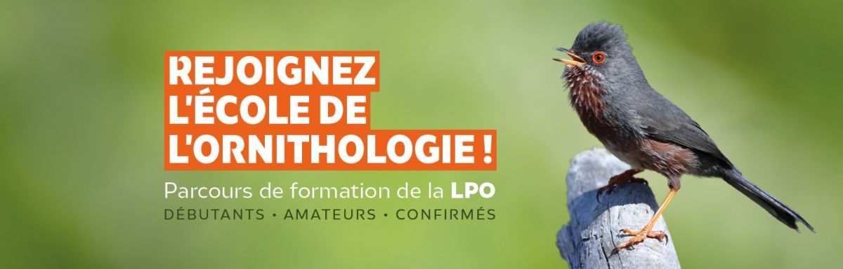 Rejoignez l'école de l'ornithologie !