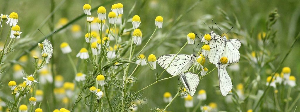 Gazés venant d'émerger se regroupant dans un massif de Camomille