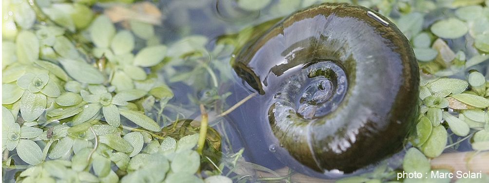 A la découverte des escargots aquatiques
