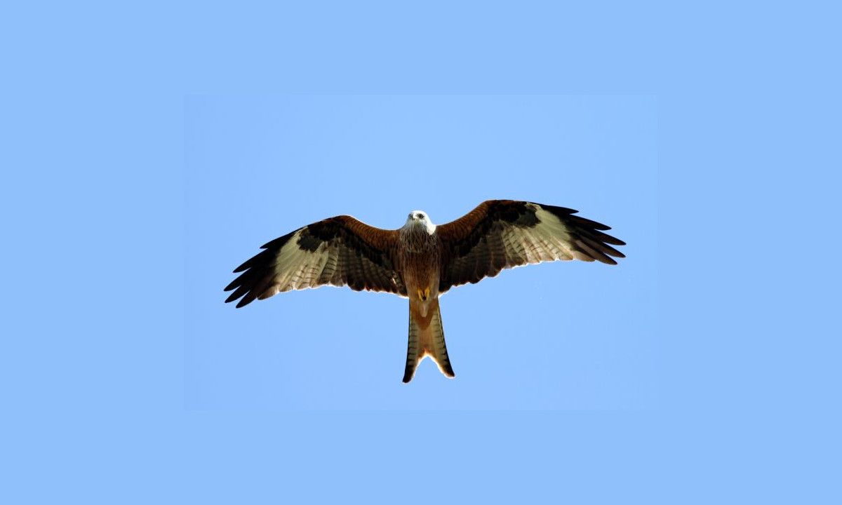 Oiseau emblématique du Massif central, le Milan royal se reproduit désormais aussi dans l'Est de la région AuRA