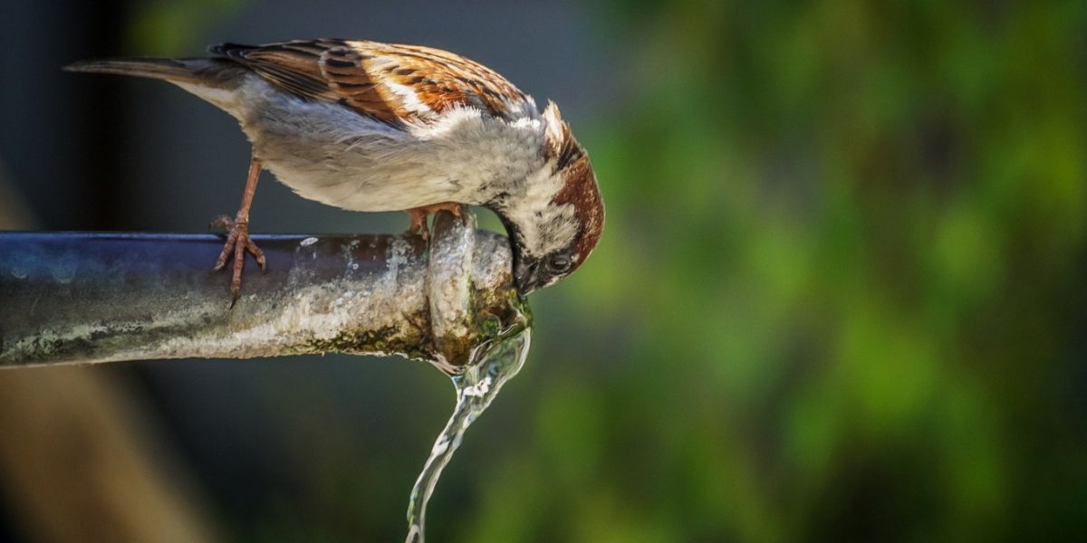 Comment aider la faune sauvage pendant un épisode de canicule ? On vous explique