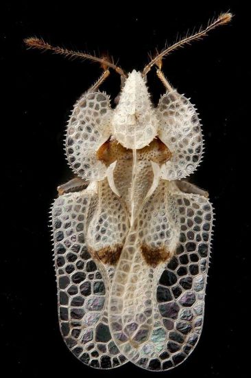 https://cdnfiles2.biolovision.net/www.faune-france.org/pdffiles/news/5292a60ff833dc1648515538e06e630b-3896.jpg