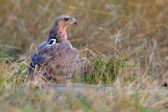 Erratisme Des Jeunes Aigles De Bonelli