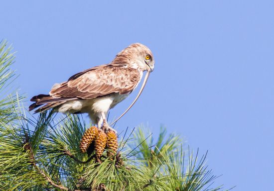 Suivi Des Rapaces Diurnes Nicheurs En 2019