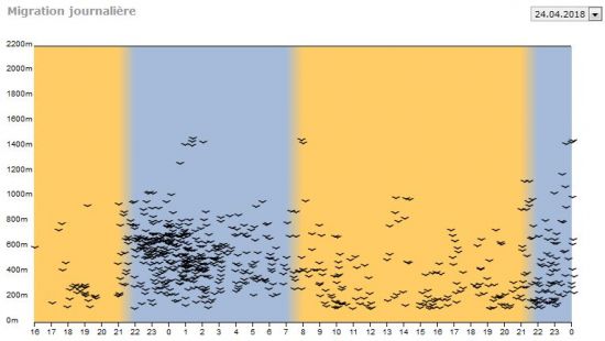 Oiseaux La Migration Du Guepier D Europe