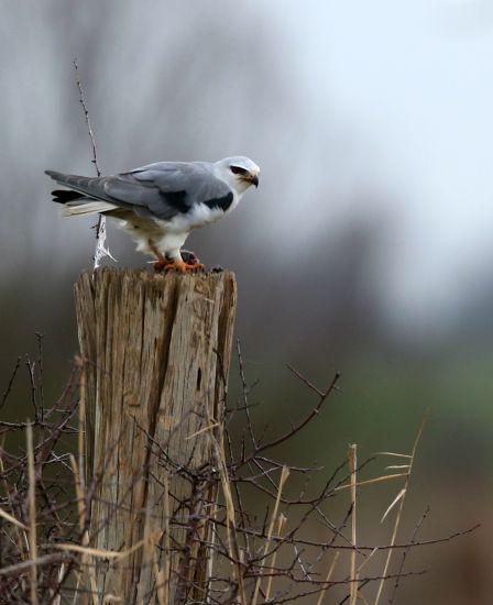 Oiseaux Lelanion Blanc Poursuit Son Expansion