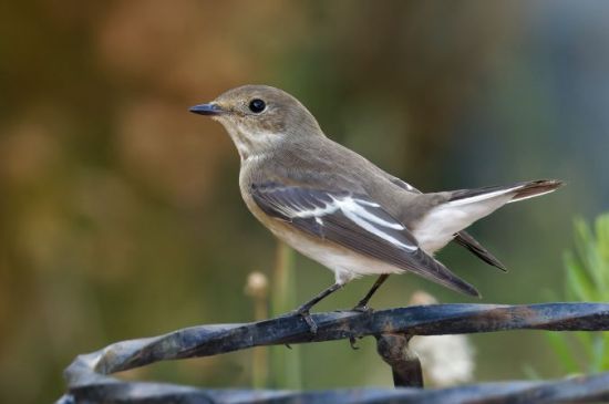 Bad time for the Pied Flycatcher www.faune france