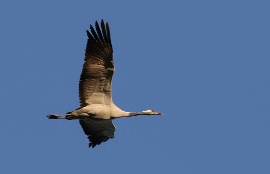 Grue Cendrée Près De 270 000 Au Der