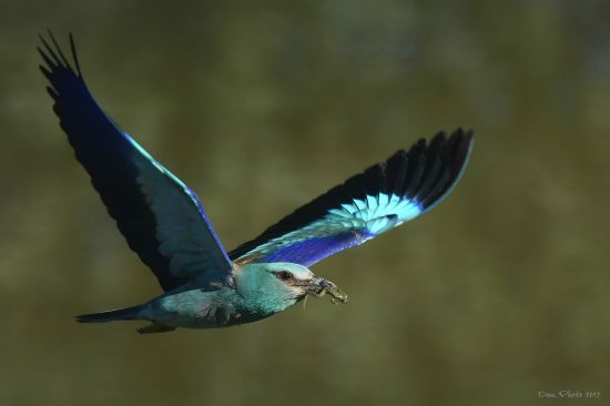 Quel Est Donc Cet Oiseau Photos Doiseaux