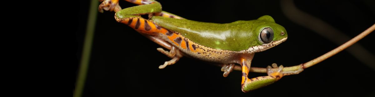 Participez aux Défis Faune-Guyane