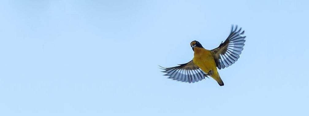 Prochain Défi Faune-Guyane les 14-15 mars 2026