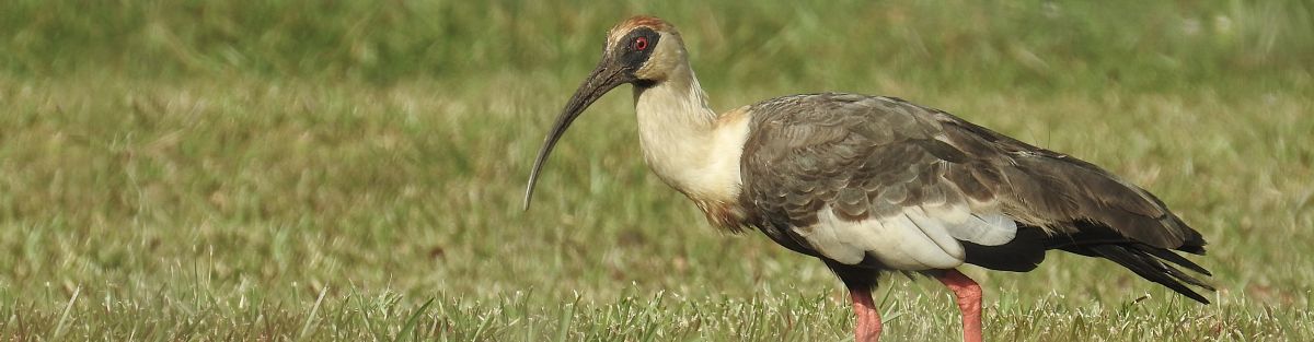 Liste 2025 des oiseaux de Guyane