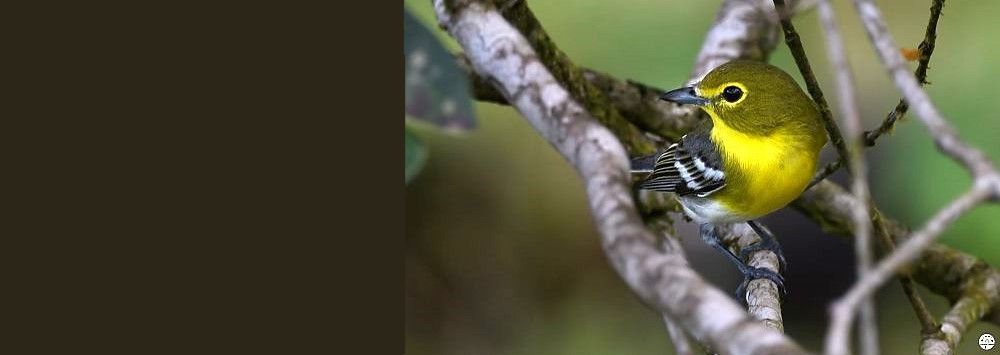 Liste 2026 des oiseaux de Guyane