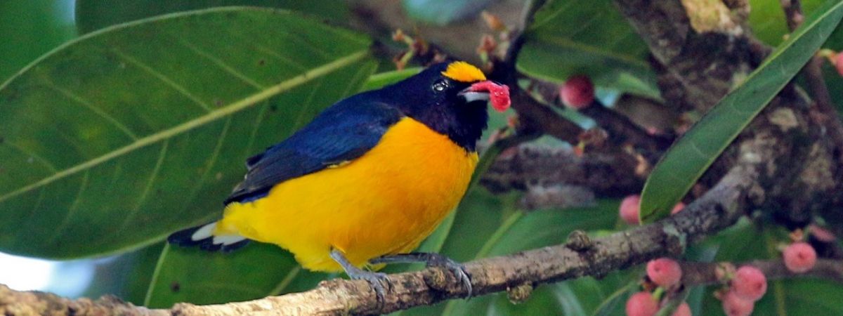Liste 2024 des oiseaux de Guyane