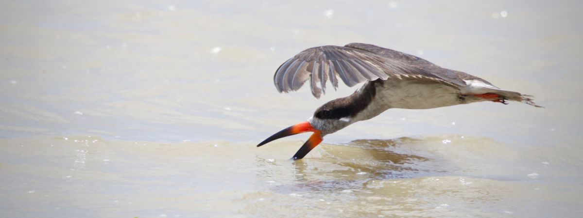 Bilan des comptages Wetlands 2026