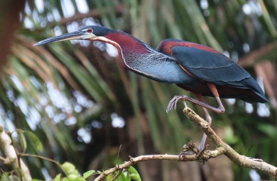 Des nouvelles des Hérons agamis - www.faune-guyane.fr