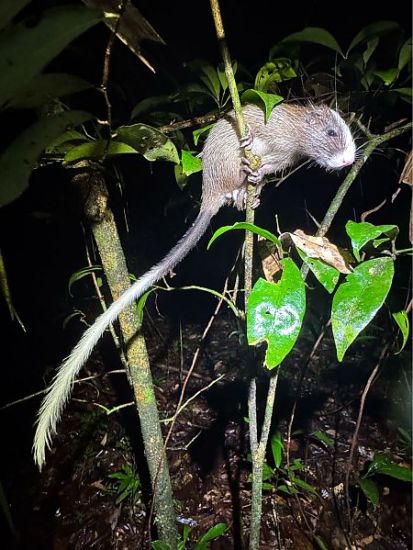 la-photo-du-mois-www-faune-guyane-fr