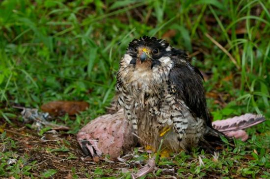 Merci aux chouettesu2026 et aux ornithos !