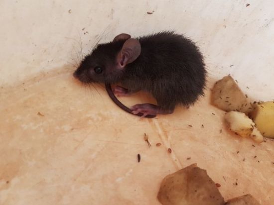 Rongeurs : les espèces de rats et de souris - Rats & Souris
