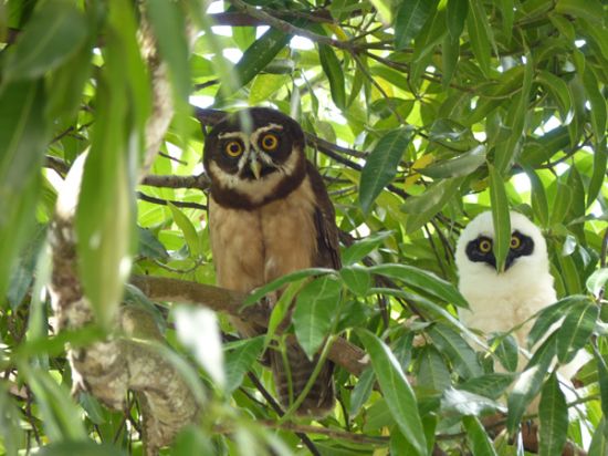 Le hibou, ce mystérieux rapace qui vit la nuit