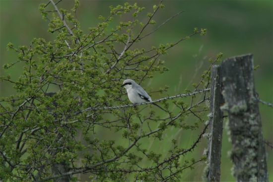 Pleins feux sur… l'observation d'oiseaux, en restant chez soi! - Ministère  des Forêts, de la Faune et des Parcs