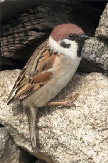 Près De 44 Des Oiseaux Nicheurs Du Poitou Charentes Sont En