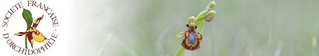 https://cdnfiles2.biolovision.net/www.faune-lorraine.org/userfiles/PORTAILSNATIONAUX/Orchidees.jpeg