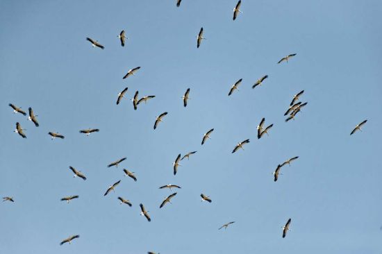 Conseils pour l'observation des oiseaux en automne - Espèces-menacées.fr
