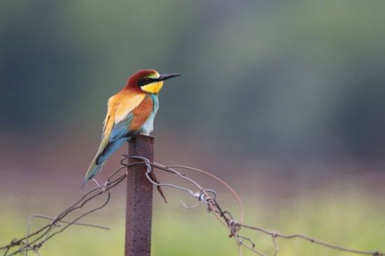 Observation des oiseaux datant du site