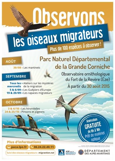 Observation des Oiseaux à l'embouchure du Var