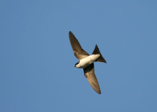 Toutes Les Nouvelles Wwwfaune Pacaorg